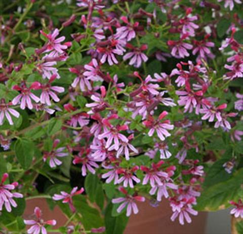 Photo de variété de fleurs à utiliser comme: Pot Cuphea ilavea Euphoric Pink