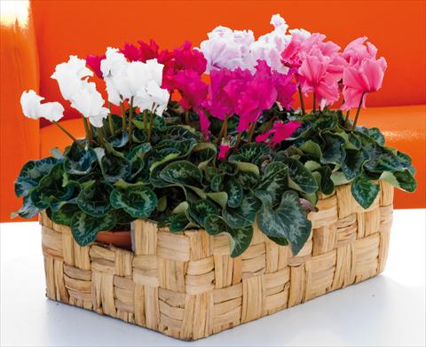 Photo de variété de fleurs à utiliser comme: Suspension / pot Cyclamen persicum Friller™ F1 Mix