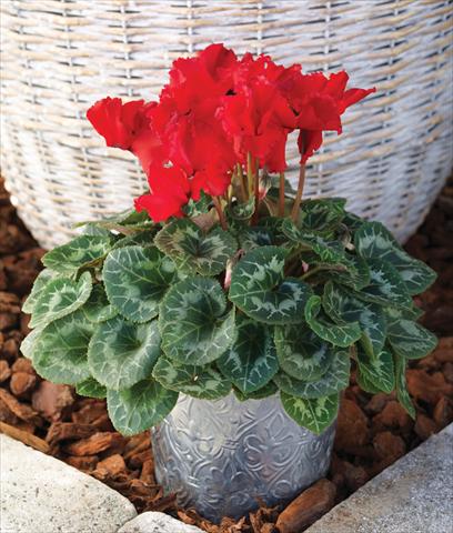 Photo de variété de fleurs à utiliser comme: Suspension / pot Cyclamen persicum Friller™ F1 Scarlet