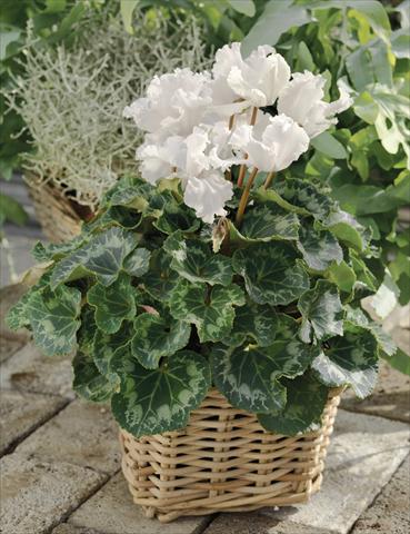 Photo de variété de fleurs à utiliser comme: Suspension / pot Cyclamen persicum Friller™ F1 White