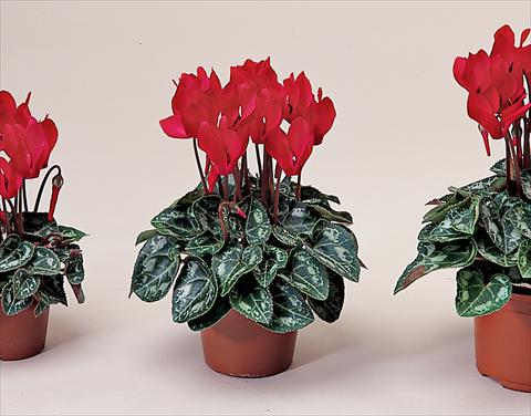 Photo de variété de fleurs à utiliser comme: Suspension / pot Cyclamen persicum Midori Bright Scarlet