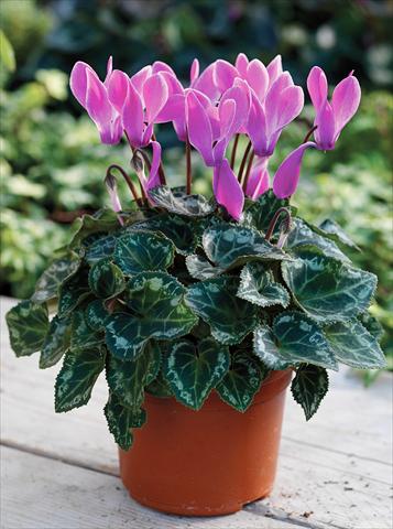 Photo de variété de fleurs à utiliser comme: Suspension / pot Cyclamen persicum Midori F1 Purple Flame