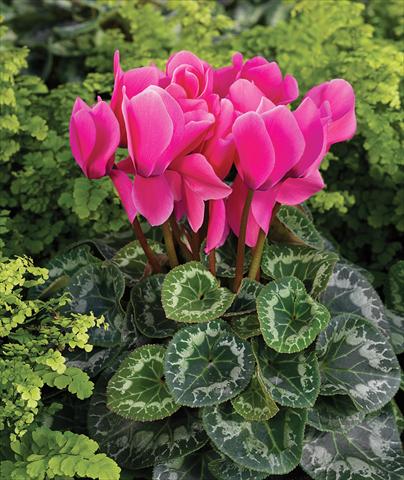 Photo de variété de fleurs à utiliser comme: Suspension / pot Cyclamen persicum Rainier F1 Pink