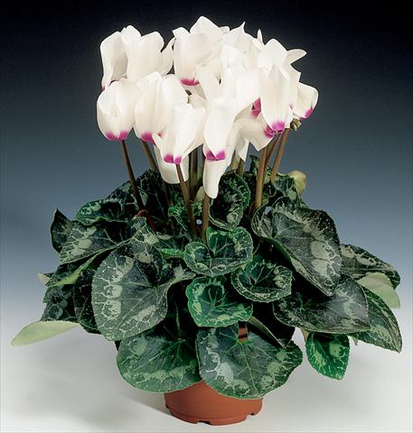 Photo de variété de fleurs à utiliser comme: Suspension / pot Cyclamen persicum Rainier F1 White with Eye