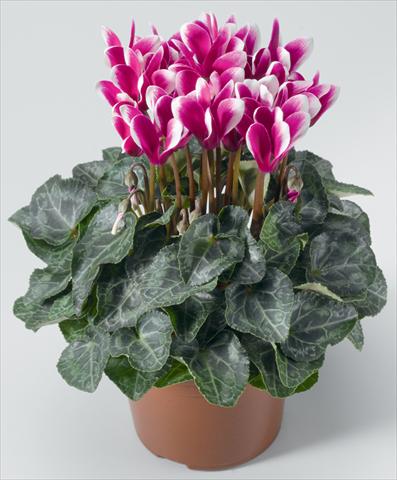 Photo de variété de fleurs à utiliser comme: Suspension / pot Cyclamen persicum mini Snowridge F1 Mini Purple