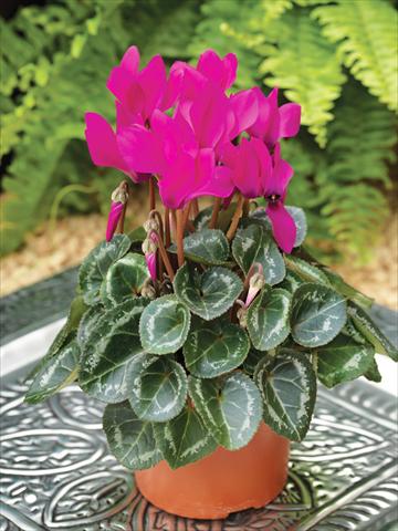 Photo de variété de fleurs à utiliser comme: Suspension / pot Cyclamen persicum mini Winfall™ F1 Purple