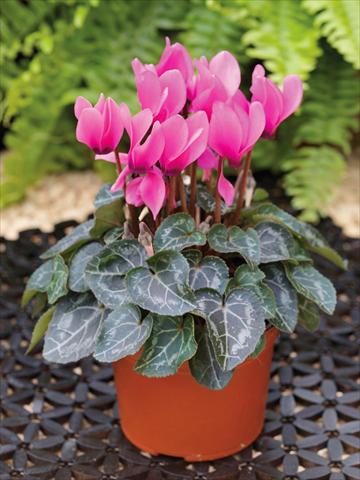 Photo de variété de fleurs à utiliser comme: Suspension / pot Cyclamen persicum mini Winfall™ F1 Rose