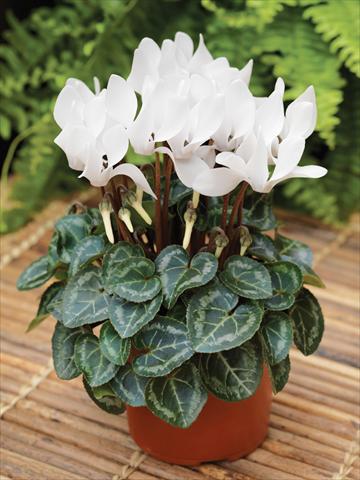 Photo de variété de fleurs à utiliser comme: Suspension / pot Cyclamen persicum mini Winfall™ F1 White