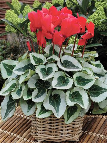 Photo de variété de fleurs à utiliser comme: Suspension / pot Cyclamen persicum Winter Ice F1 Scarlet