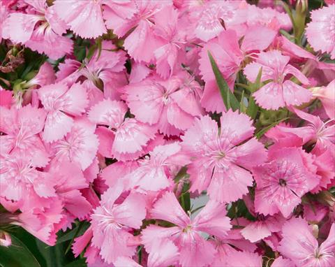 Photo de variété de fleurs à utiliser comme: Pot et Plante à massif Dianthus barbatus Diabunda® F1 Pink Pearl