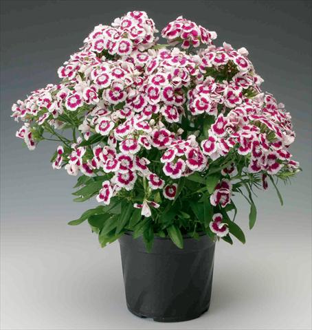 Photo de variété de fleurs à utiliser comme: Pot et Plante à massif Dianthus barbatus Diabunda® F1 Purple Picotee
