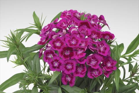 Photo de variété de fleurs à utiliser comme: Pot et Plante à massif Dianthus barbatus Diabunda® F1 Purple