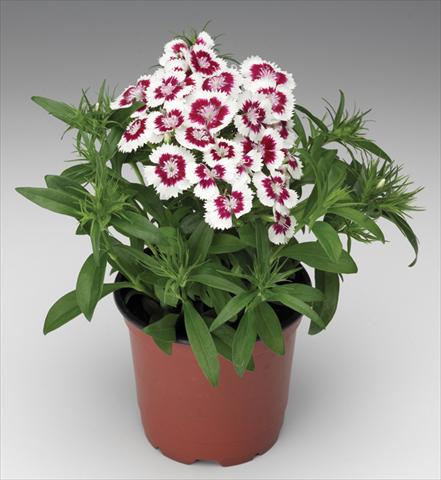 Photo de variété de fleurs à utiliser comme: Pot et Plante à massif Dianthus barbatus Diabunda® F1 Red Picotee