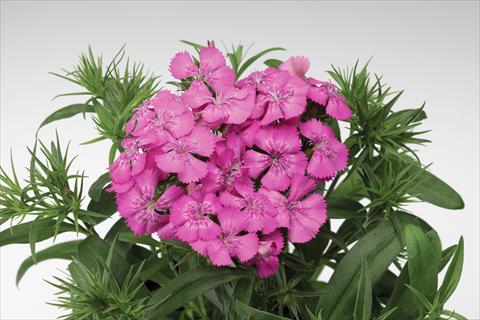 Photo de variété de fleurs à utiliser comme: Pot et Plante à massif Dianthus barbatus Diabunda® F1 Rose