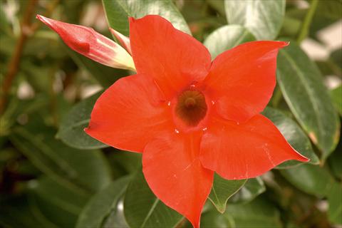 Photo de variété de fleurs à utiliser comme: Patio, pot Dipladenia (Mandevilla) Rio® Deep Red