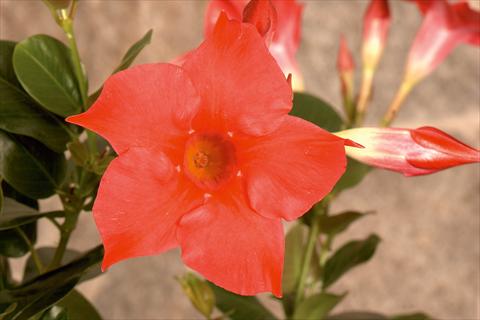 Photo de variété de fleurs à utiliser comme: Patio, pot Dipladenia (Mandevilla) Rio® Hot Pink
