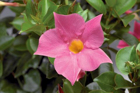 Photo de variété de fleurs à utiliser comme: Patio, pot Dipladenia (Mandevilla) Rio Pink
