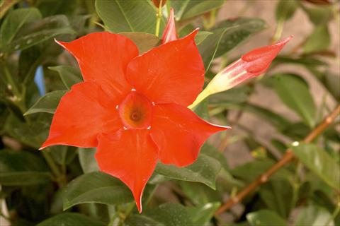 Photo de variété de fleurs à utiliser comme: Patio, pot Dipladenia (Mandevilla) Rio Red