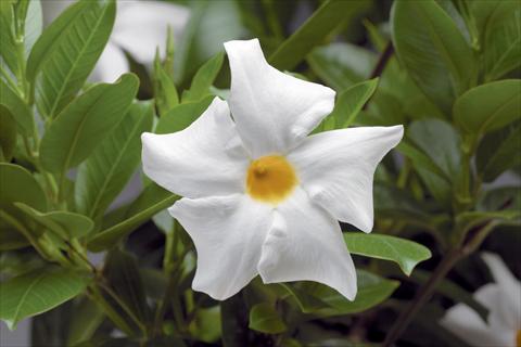 Photo de variété de fleurs à utiliser comme: Patio, pot Dipladenia (Mandevilla) Rio® White