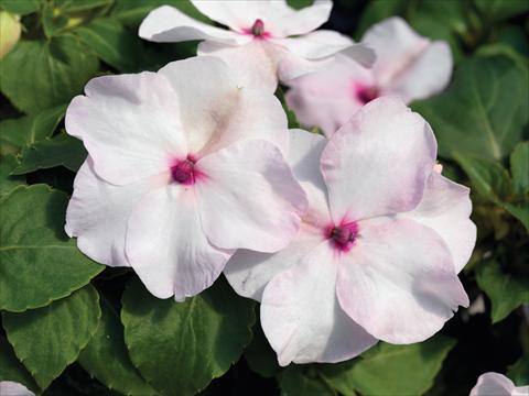 Photo de variété de fleurs à utiliser comme: Pot et Plante à massif Impatiens walleriana Accent Premium F1 Bright Eye
