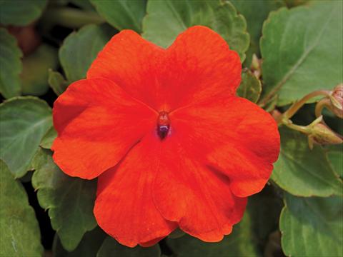 Photo de variété de fleurs à utiliser comme: Pot et Plante à massif Impatiens walleriana Accent Premium F1 Deep Orange