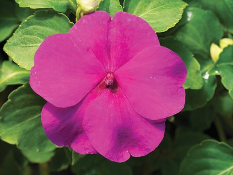 Photo de variété de fleurs à utiliser comme: Pot et Plante à massif Impatiens walleriana Accent Premium F1 Lilac