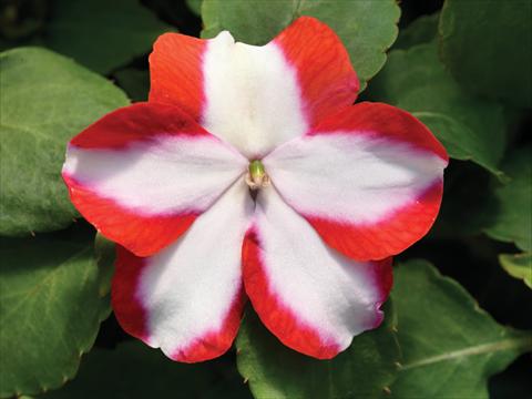 Photo de variété de fleurs à utiliser comme: Pot et Plante à massif Impatiens walleriana Accent Premium F1 Orange Star
