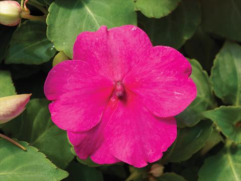 Photo de variété de fleurs à utiliser comme: Pot et Plante à massif Impatiens walleriana Accent Premium F1 Rose