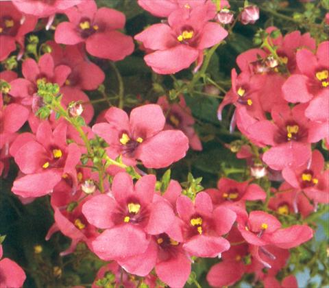 Photo de variété de fleurs à utiliser comme: Suspension / pot Diascia barberae Genta Antique Red