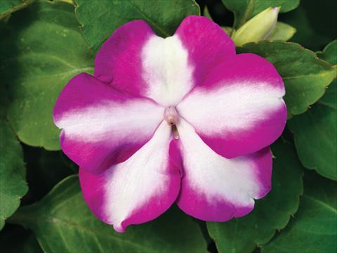 Photo de variété de fleurs à utiliser comme: Pot et Plante à massif Impatiens walleriana Accent Premium F1 Violet Star