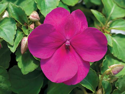 Photo de variété de fleurs à utiliser comme: Pot et Plante à massif Impatiens walleriana Accent Premium F1 Violet