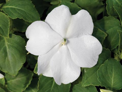 Photo de variété de fleurs à utiliser comme: Pot et Plante à massif Impatiens walleriana Accent Premium F1 White
