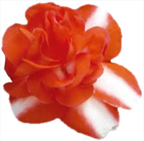 Photo de variété de fleurs à utiliser comme: Pot et Plante à massif Impatiens walleriana Silhouette Orange Star