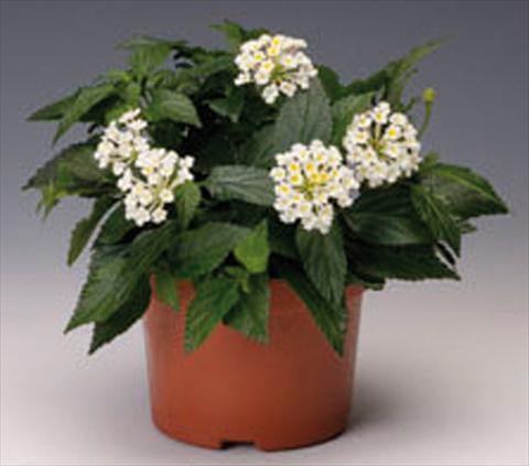 Photo de variété de fleurs à utiliser comme: Pot, Plante à massif, patio Lantana camara Bandana® White