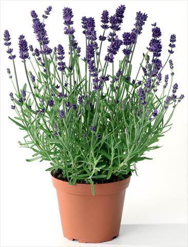 Photo de variété de fleurs à utiliser comme: Pot et Plante à massif Lavandula angustifolia Blue Scent® Early