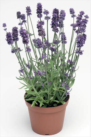 Photo de variété de fleurs à utiliser comme: Pot et Plante à massif Lavandula angustifolia Sentivia® Blue