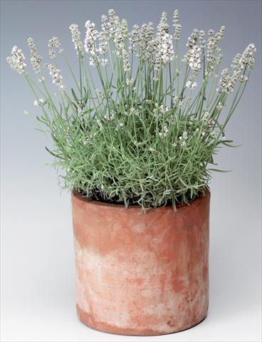 Photo de variété de fleurs à utiliser comme: Pot et Plante à massif Lavandula angustifolia Sentivia® Silver