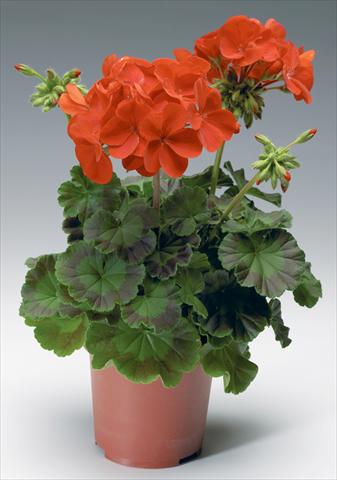 Photo de variété de fleurs à utiliser comme: Pot, Plante à massif, patio Pelargonium x hortorum F.1 Pinto Premium F1 Deep Red