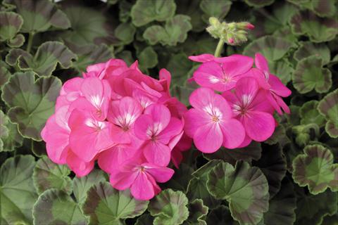 Photo de variété de fleurs à utiliser comme: Pot, Plante à massif, patio Pelargonium x hortorum F.1 Pinto Premium F1 Deep Rose