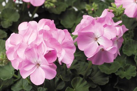 Photo de variété de fleurs à utiliser comme: Pot, Plante à massif, patio Pelargonium x hortorum F.1 Pinto Premium F1 Lavender