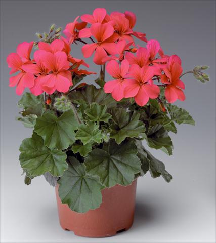 Photo de variété de fleurs à utiliser comme: Patio, pot Pelargonium interspecifico Caliente® Hot Coral