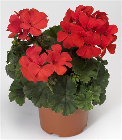 Photo de variété de fleurs à utiliser comme: Patio, pot Pelargonium interspecifico Caliente® Orange