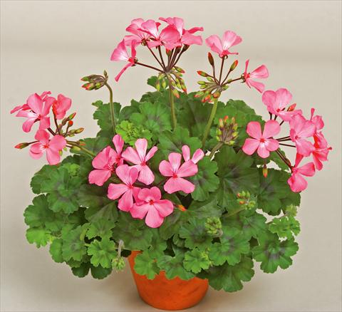 Photo de variété de fleurs à utiliser comme: Patio, pot Pelargonium interspecifico Caliente® Pink