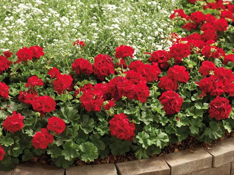 Photo de variété de fleurs à utiliser comme: Patio, pot Pelargonium interspecifico Calliope® Dark Red