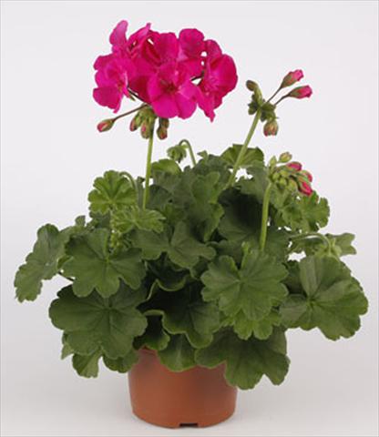 Photo de variété de fleurs à utiliser comme: Patio, pot Pelargonium interspecifico Calliope® Lavender Rose