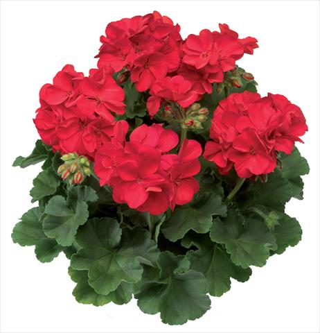 Photo de variété de fleurs à utiliser comme: Patio, pot Pelargonium interspecifico Calliope® Scarlet Fire
