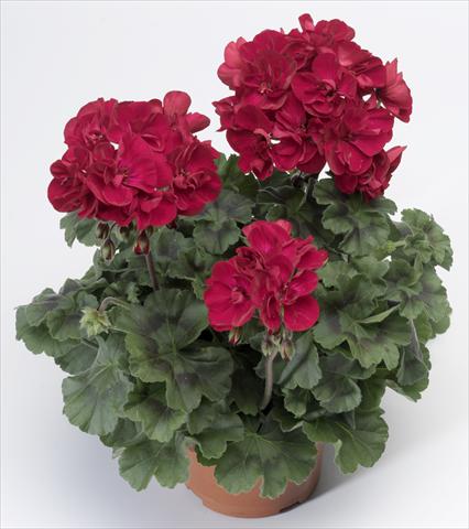 Photo de variété de fleurs à utiliser comme: Pot, Plante à massif, patio Pelargonium zonale Tango® Velvet Red