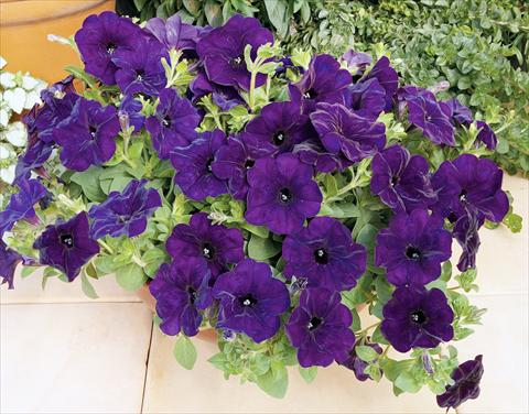 Photo de variété de fleurs à utiliser comme: Pot, Plante à massif, patio, Suspension Petunia pendula Ramblin