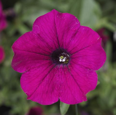 Photo de variété de fleurs à utiliser comme: Pot, Plante à massif, patio, Suspension Petunia Sanguna® Purple