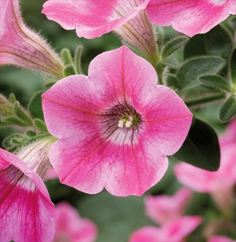 Photo de variété de fleurs à utiliser comme: Pot, Plante à massif, patio, Suspension Petunia Whispers® Rose Star